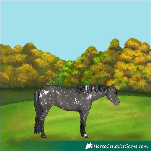 Horse Color:White Spotted Black Appaloosa 
