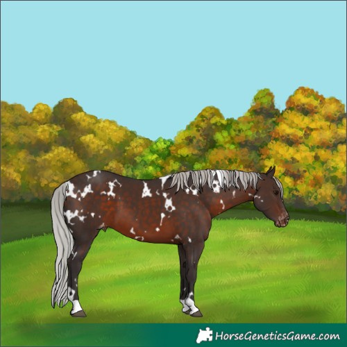 Horse Color:White Spotted Silver Brown Appaloosa 