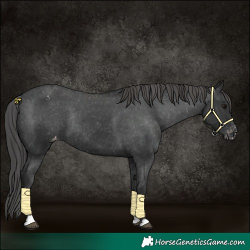 Horse Color:Black Appaloosa Rabicano 