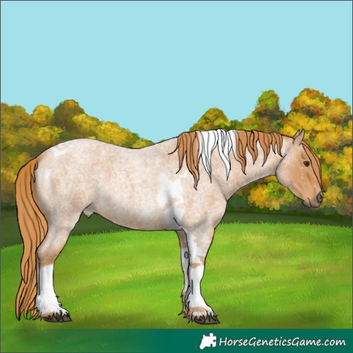 Horse Color:Red Roan Tobiano 