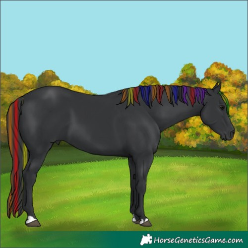 Horse Color:Painted Black 