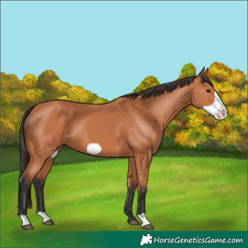 Horse Color:Bay Frame 