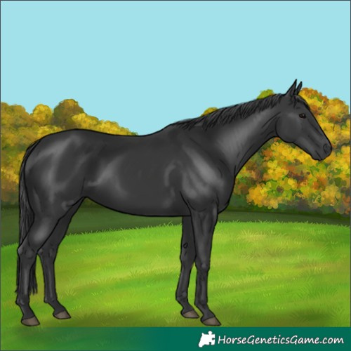 Horse Color:Black 