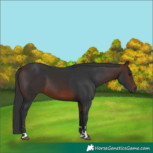 Horse Color:Brown 