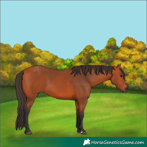 Horse Color:Bay 