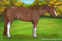 Horse Color:White Spotted Chestnut 