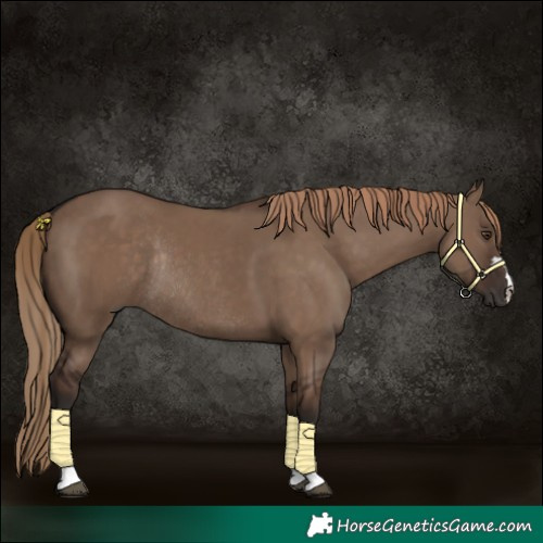 Horse Color:Liver Red Dun Rabicano
