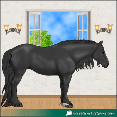Horse Color:Black 