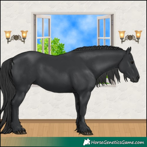 Horse Color:Black 