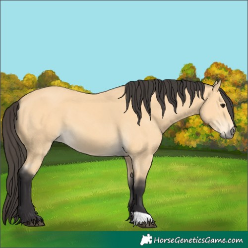 Horse Color:Buckskin
