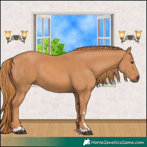 Horse Color:Chestnut 
