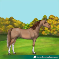 Horse Color:White Spotted Red Dun Rabicano and White Spotted Red Dun Rabicano