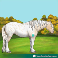Horse Color:Gray Silver Amber Cream Champagne Roan Dun Splash Tobiano Frame Appaloosa Rabicano 