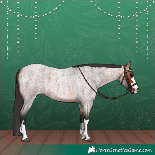 Horse Color:Bay Roan 