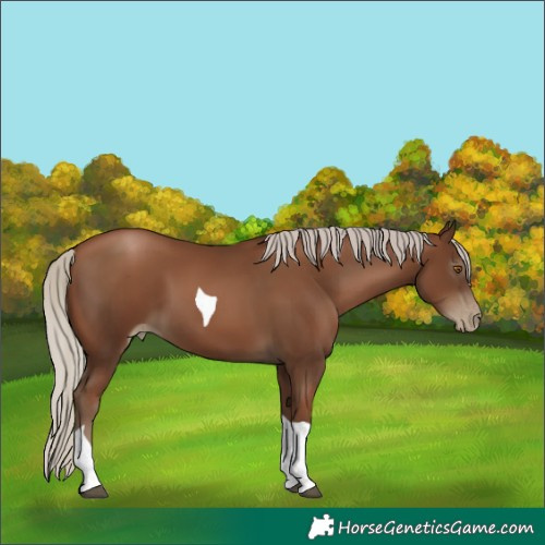 Horse Color:Gray Silver Black Pearl Tobiano 