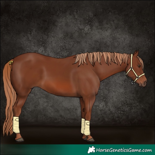 Horse Color:Chestnut 