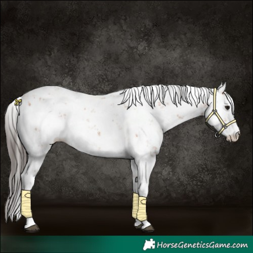 Horse Color:Bay Sabino 