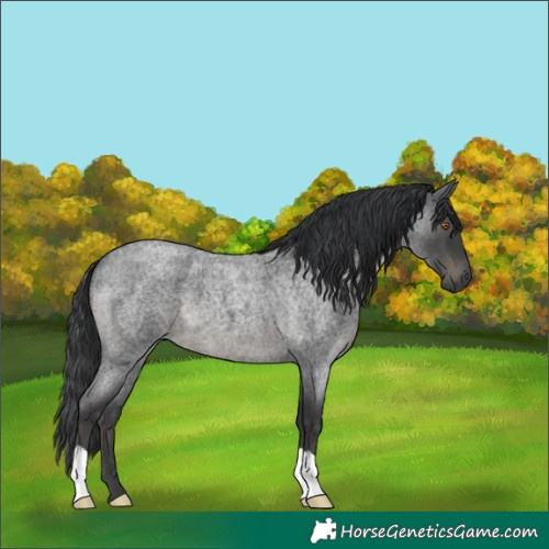 Horse Color:Blue Roan 