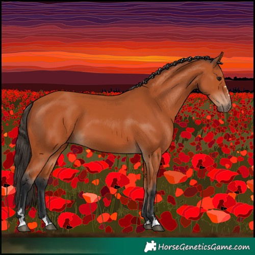 Horse Color:Bay 