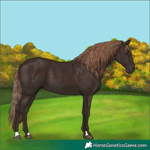 Horse Color:Liver Chestnut 