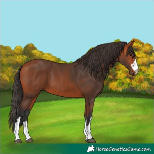 Horse Color:Bay 