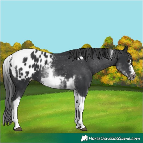 Horse Color:White Spotted Black Splash Tobiano Frame Blanket