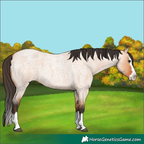 Horse Color:Bay Roan Dun Splash 