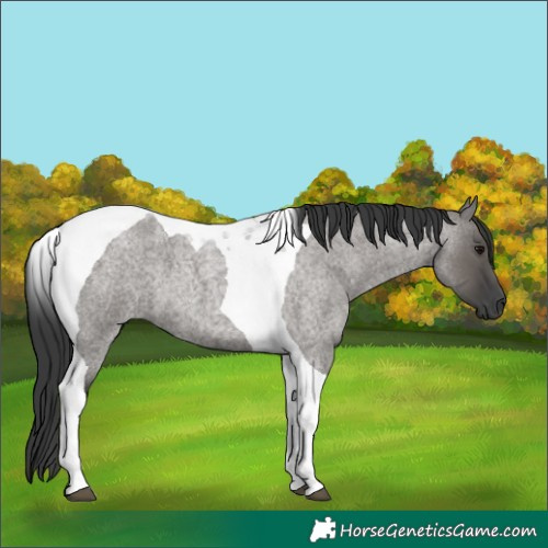 Horse Color:Grullo Roan Tobiano 