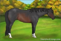 Horse Color:Brown Roan