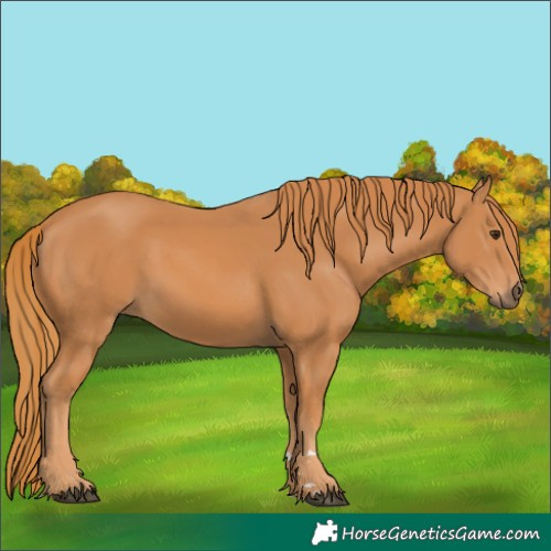 Horse Color:Chestnut 