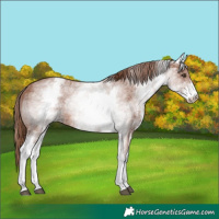 Horse Color:White Spotted Chestnut Sabino