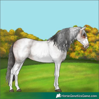 Horse Color:White Spotted Bay Roan Frame