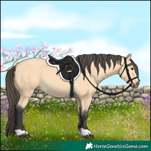 Horse Color:Buckskin