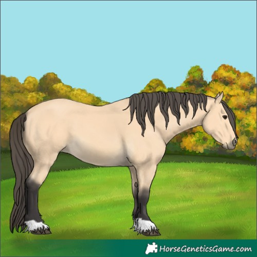 Horse Color:Buckskin 