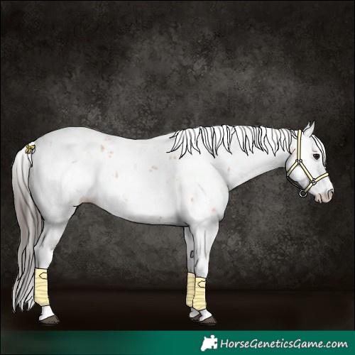 Horse Color:Bay Sabino