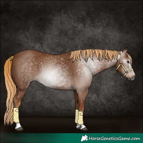 Horse Color:Gray Chestnut 
