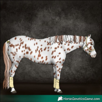 Horse Color:Chestnut Leopard