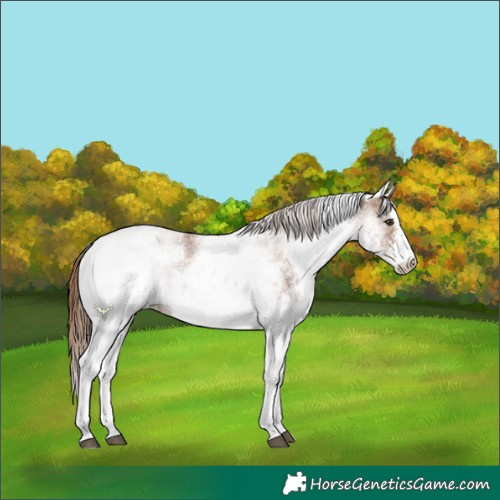 Horse Color:White Spotted Chestnut Sabino