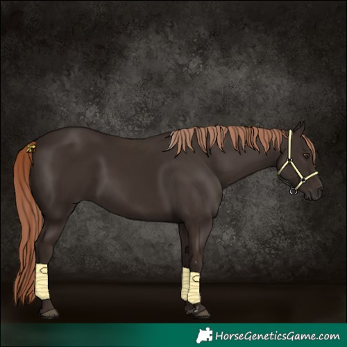 Horse Color:Liver Chestnut 
