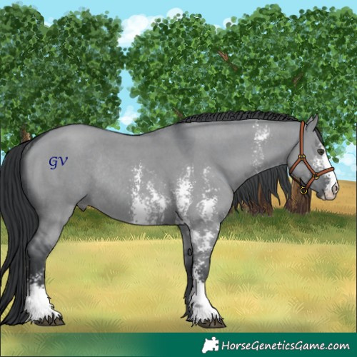 Horse Color:Grullo Chinchilla Sabino Rabicano