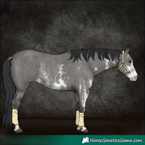 Horse Color:Grullo Sabino Rabicano 