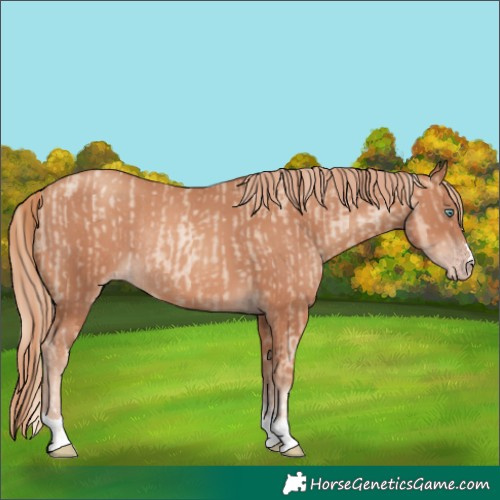 Horse Color:Gold Champagne Pearl Rabicano  and Gold Champagne Rabicano 