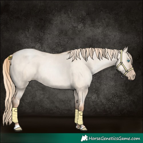 Horse Color:Gold Champagne Pearl Dun Rabicano and Gold Champagne Pearl Dun Rabicano