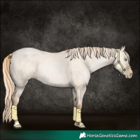Horse Color:Gold Champagne Pearl Dun Rabicano and Gold Champagne Pearl Dun Rabicano