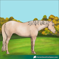 Horse Color:Gold Champagne Pearl Rabicano and Gold Champagne Pearl Rabicano