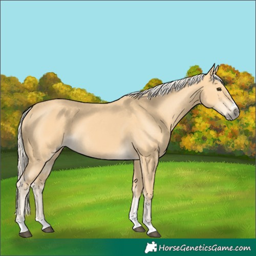 Horse Color:Palomino
