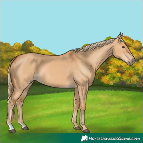 Horse Color:Red Dun 