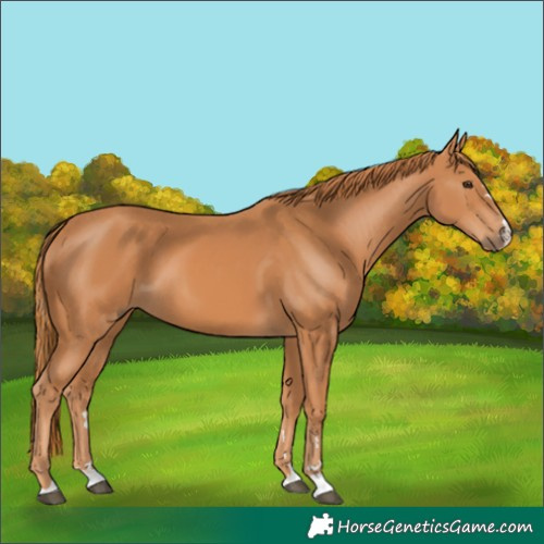 Horse Color:Unknown 