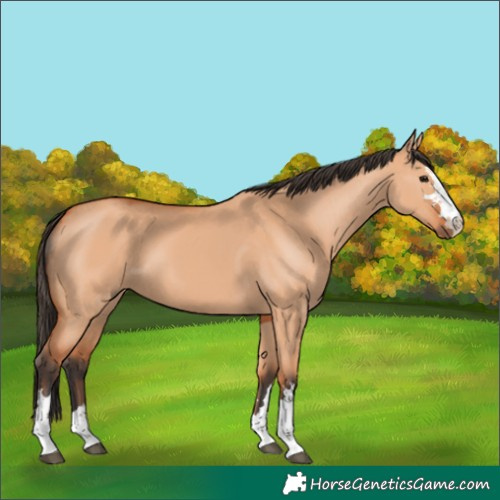 Horse Color:Unknown 
