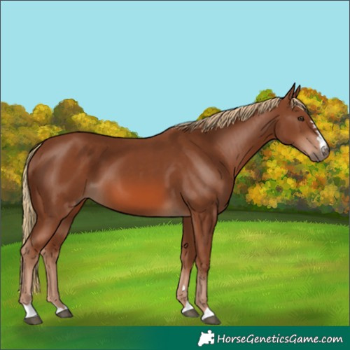 Horse Color:Chestnut 